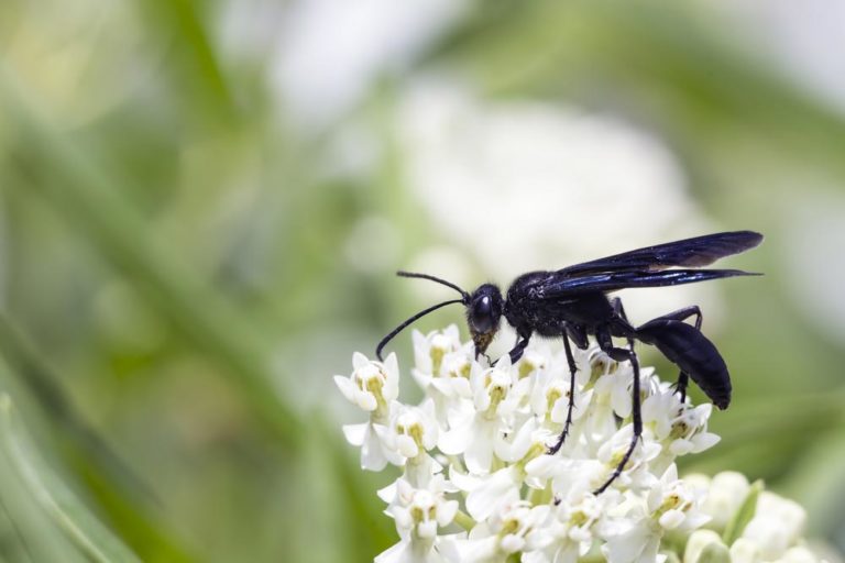 Are Black Wasps With Blue Wings Dangerous Ib 768x512 