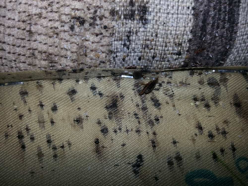 bed bugs pillow top mattress