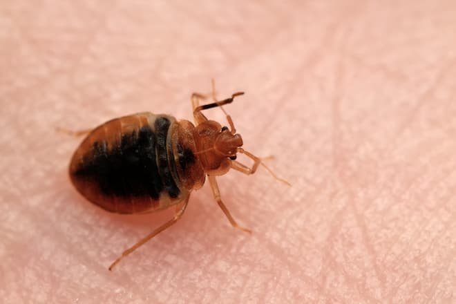 can bed bugs bite through mattress cover